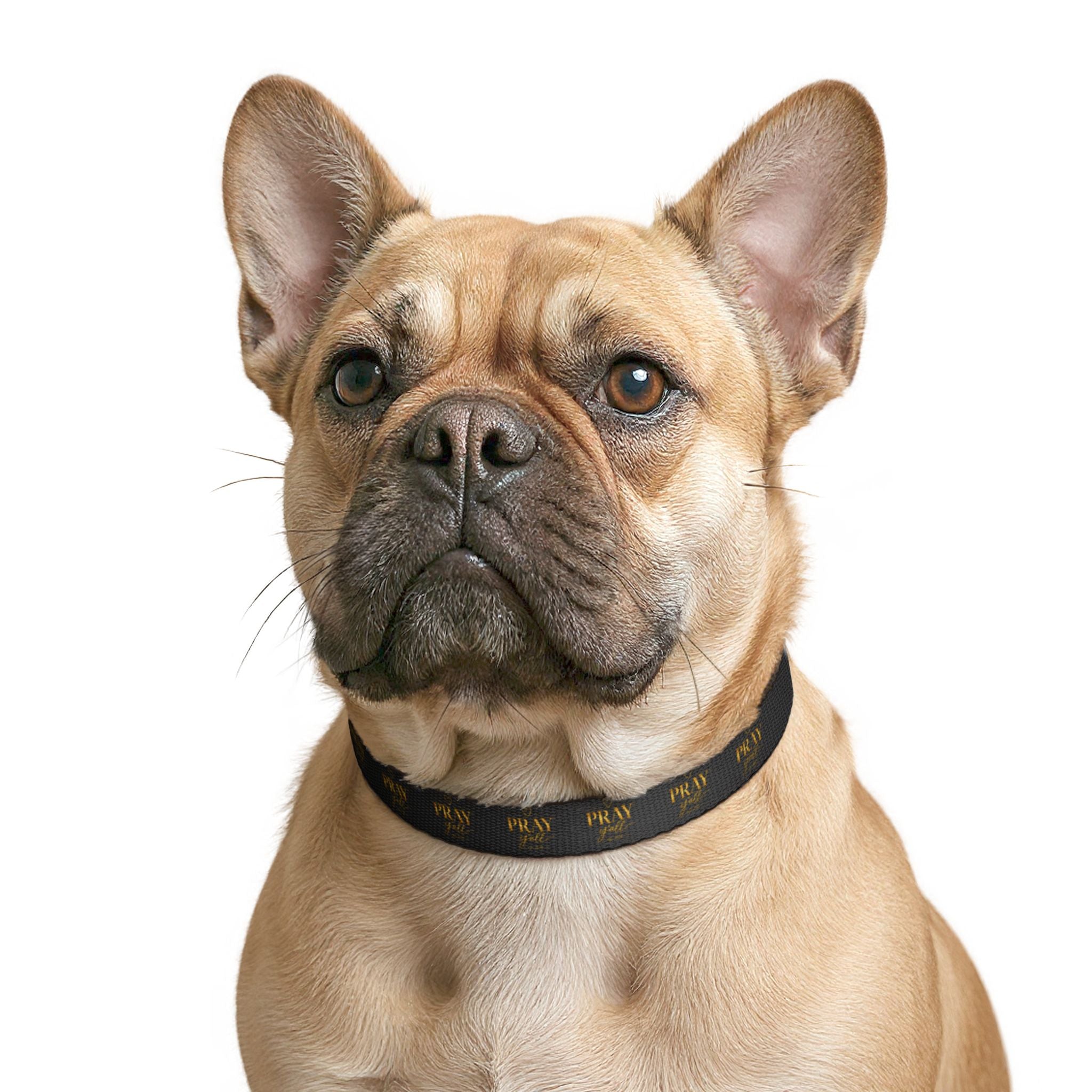 Beige dog wearing a black collar on a white background