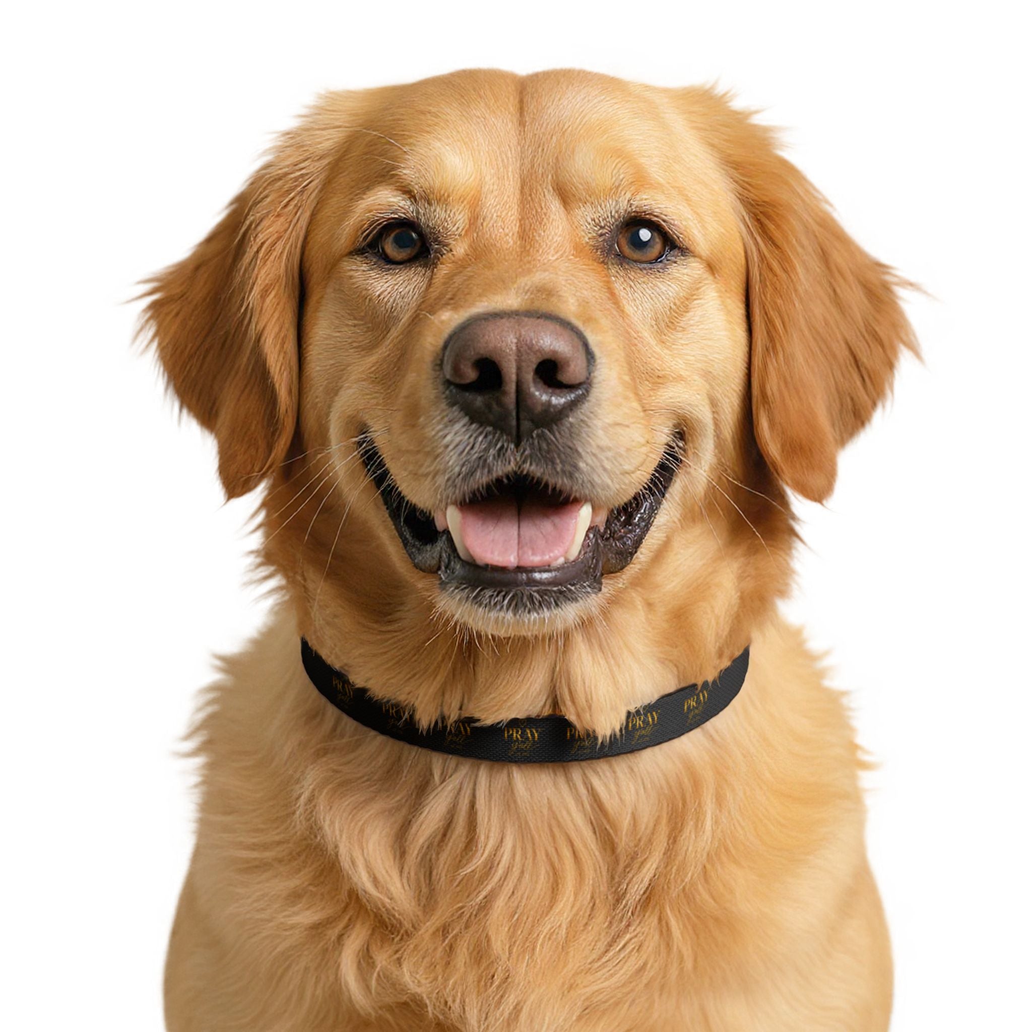 Golden retriever wearing a black collar on a white background
