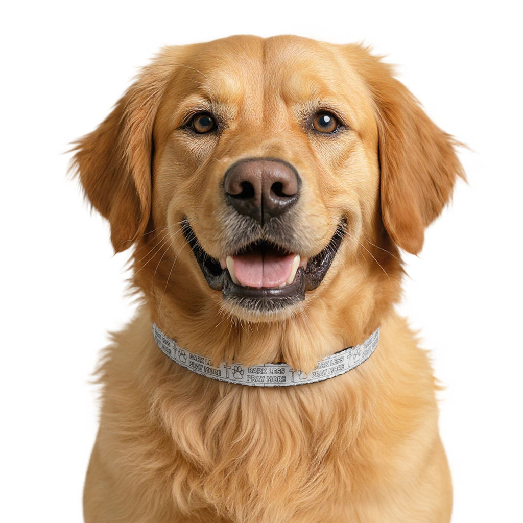 Golden retriever wearing a collar on a white background