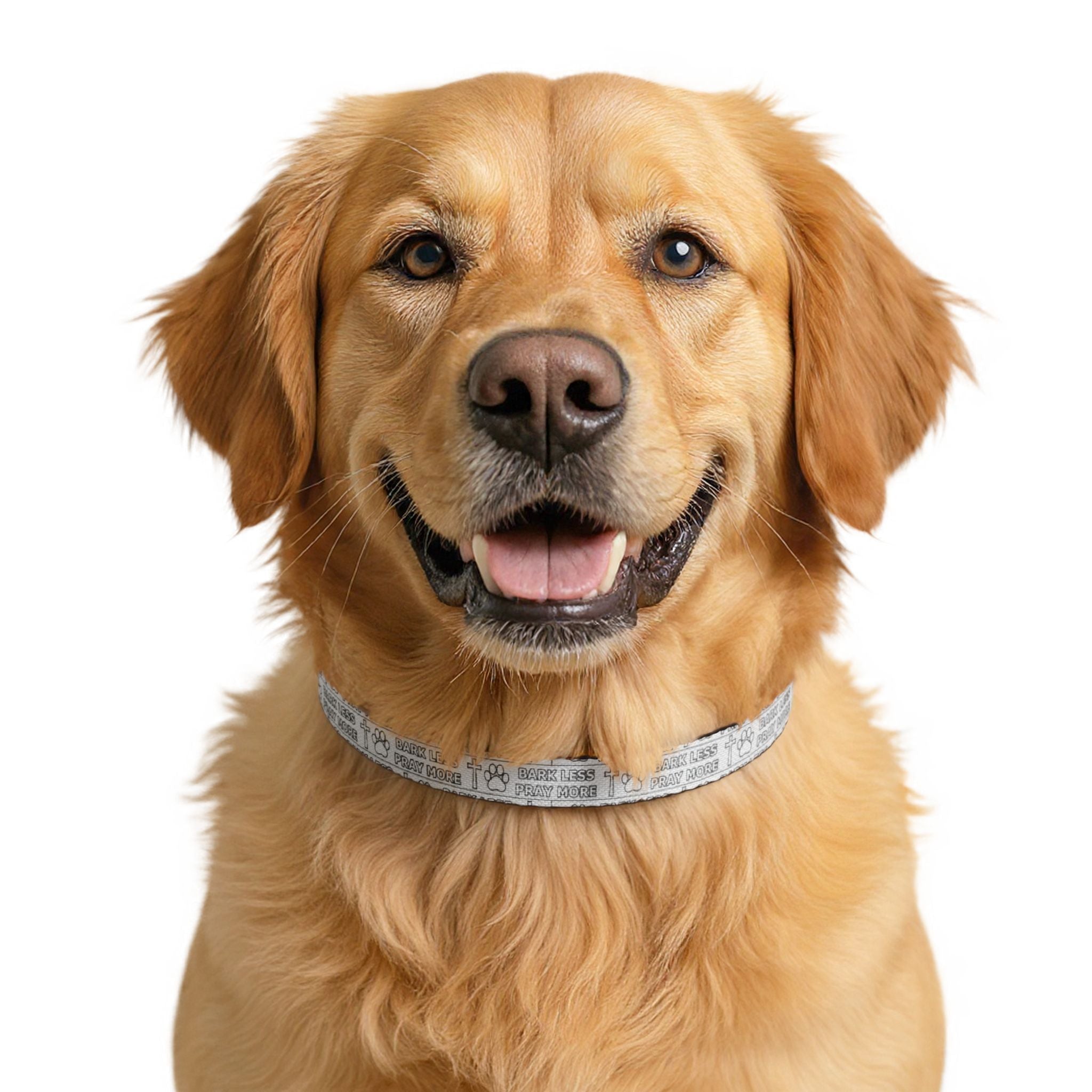 Golden retriever wearing a collar on a white background