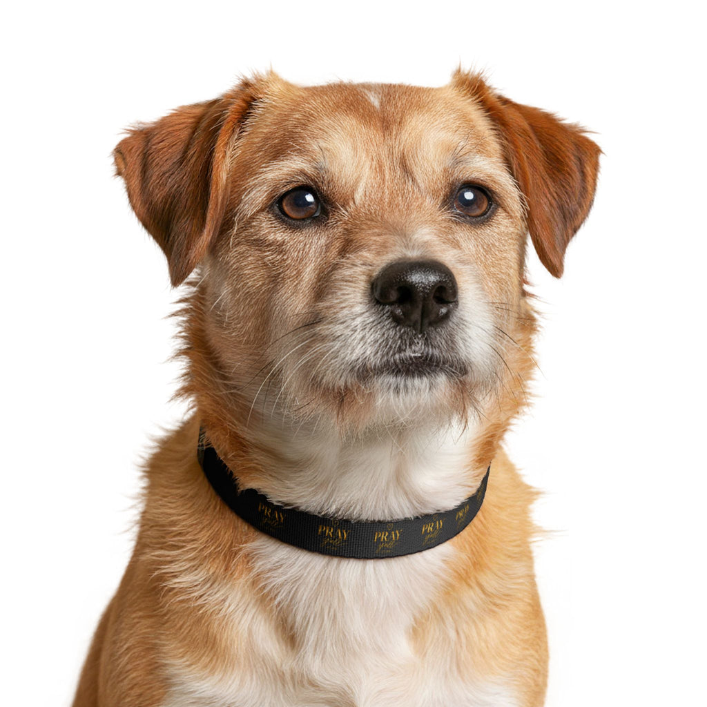 Dog with a black collar on a white background